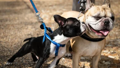 comparing-boston-terrier-vs-french-bulldog-vs-frenchton:-which-hybrid-fits-your-family-best?
